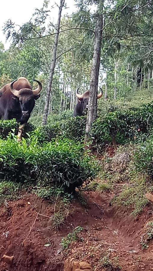Oak Valley Resorts Kotagiri Kültér fotó